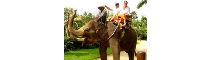 /mansupport/TourPackage/Indian Elephant Safari Tour
